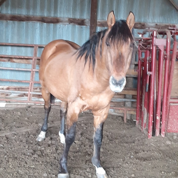 Meet your Posher, Larry - Picture 1 of 1